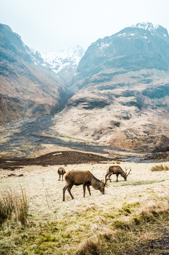 Les cerfs de Glen Coe