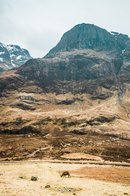 Cerf à Glen Coe