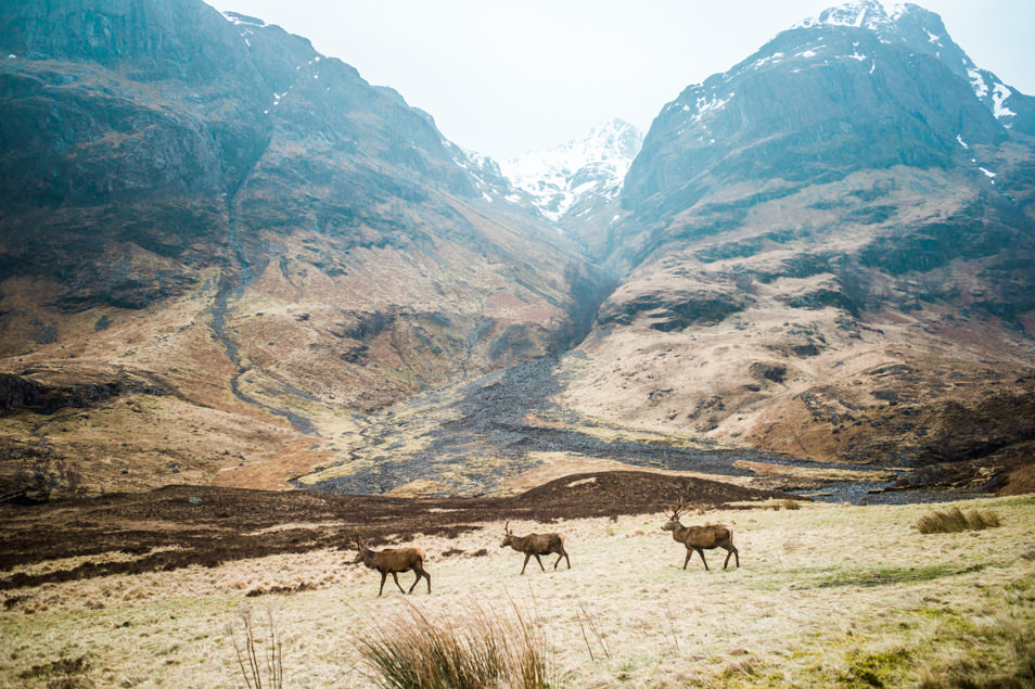 Les cerfs de Glen Coe