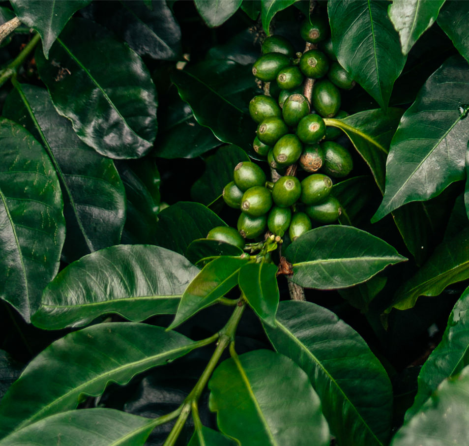 Photos du Panama - Boquete, Finca Lerida