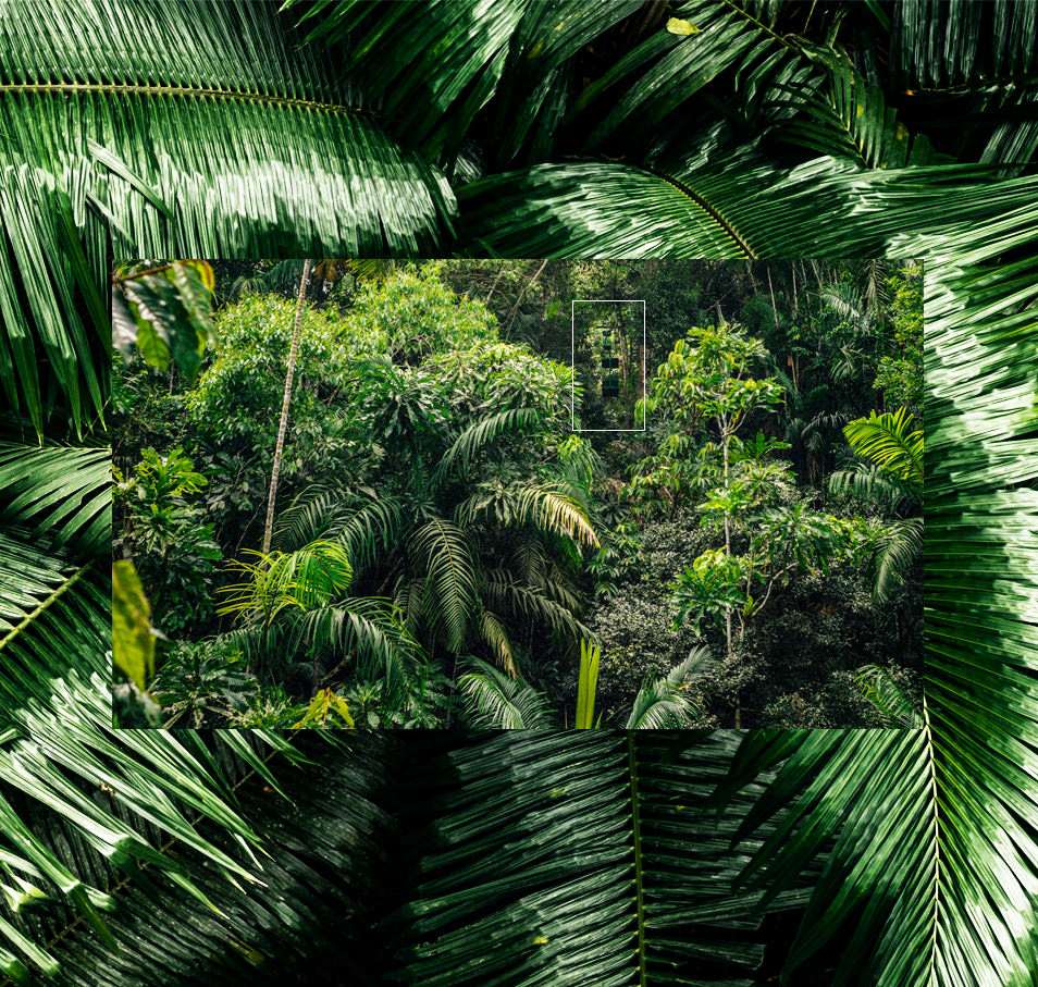 Photos du Panama - Jungle Gamboa