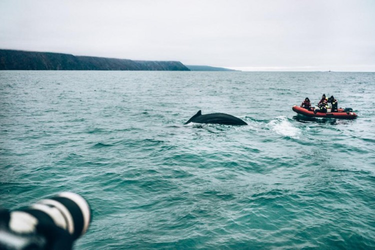 Voyage en Islande - Baleines