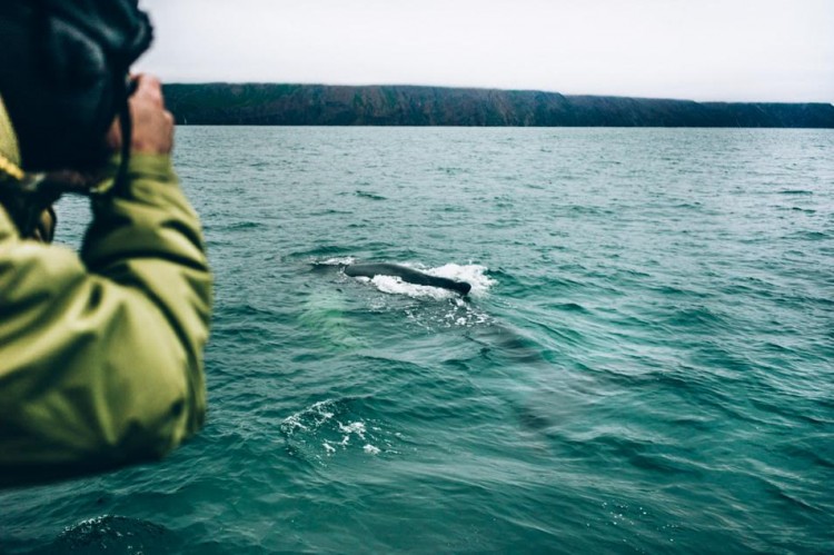 Voyage en Islande - Baleines