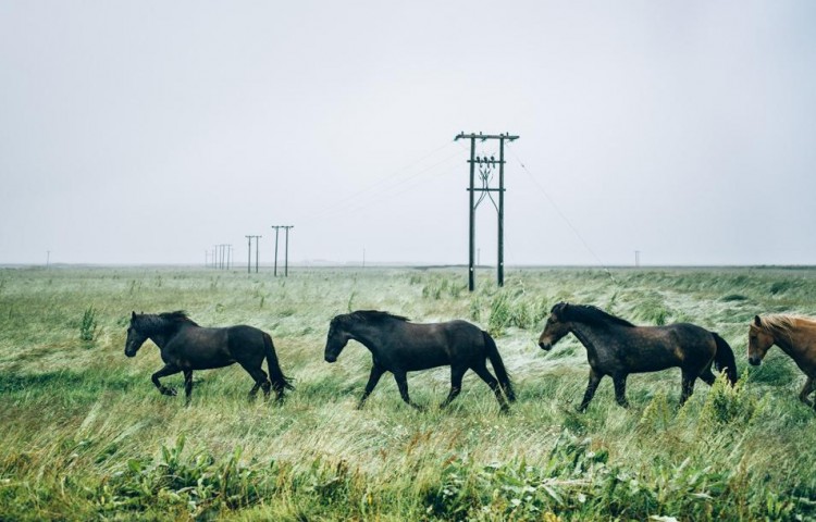 Voyage en Islande - Chevaux