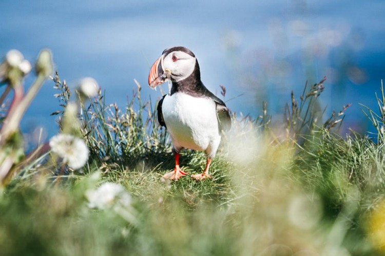 Voyage en Islande - Macareux