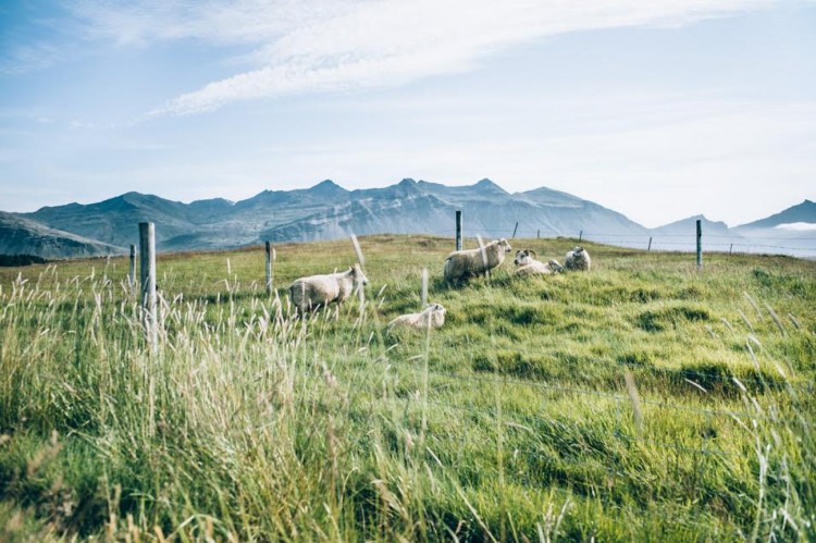 Voyage en Islande - Moutons