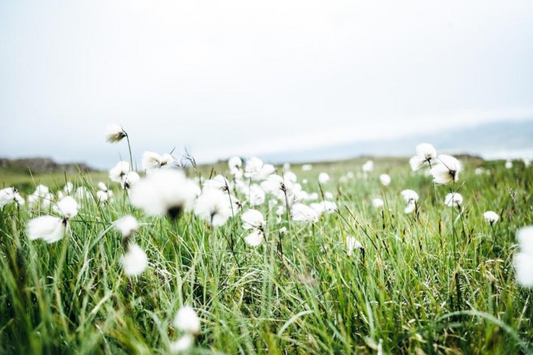 Voyage en Islande - Nature