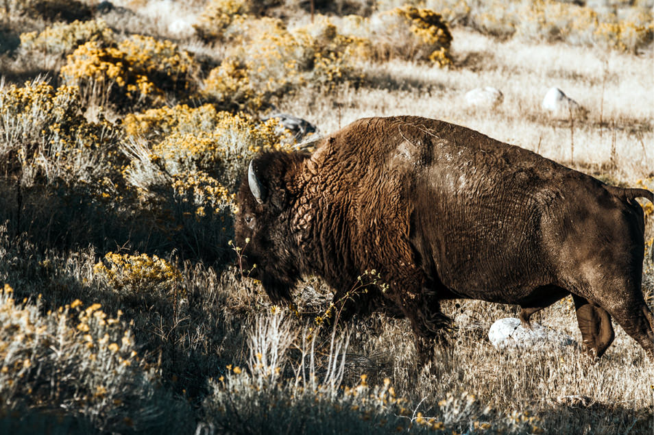 Road trip dans l'Ouest Americain - Antelope Island, Utah