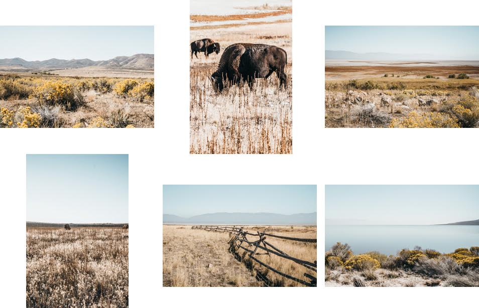 Road trip dans l'Ouest Americain - Antelope Island, Utah