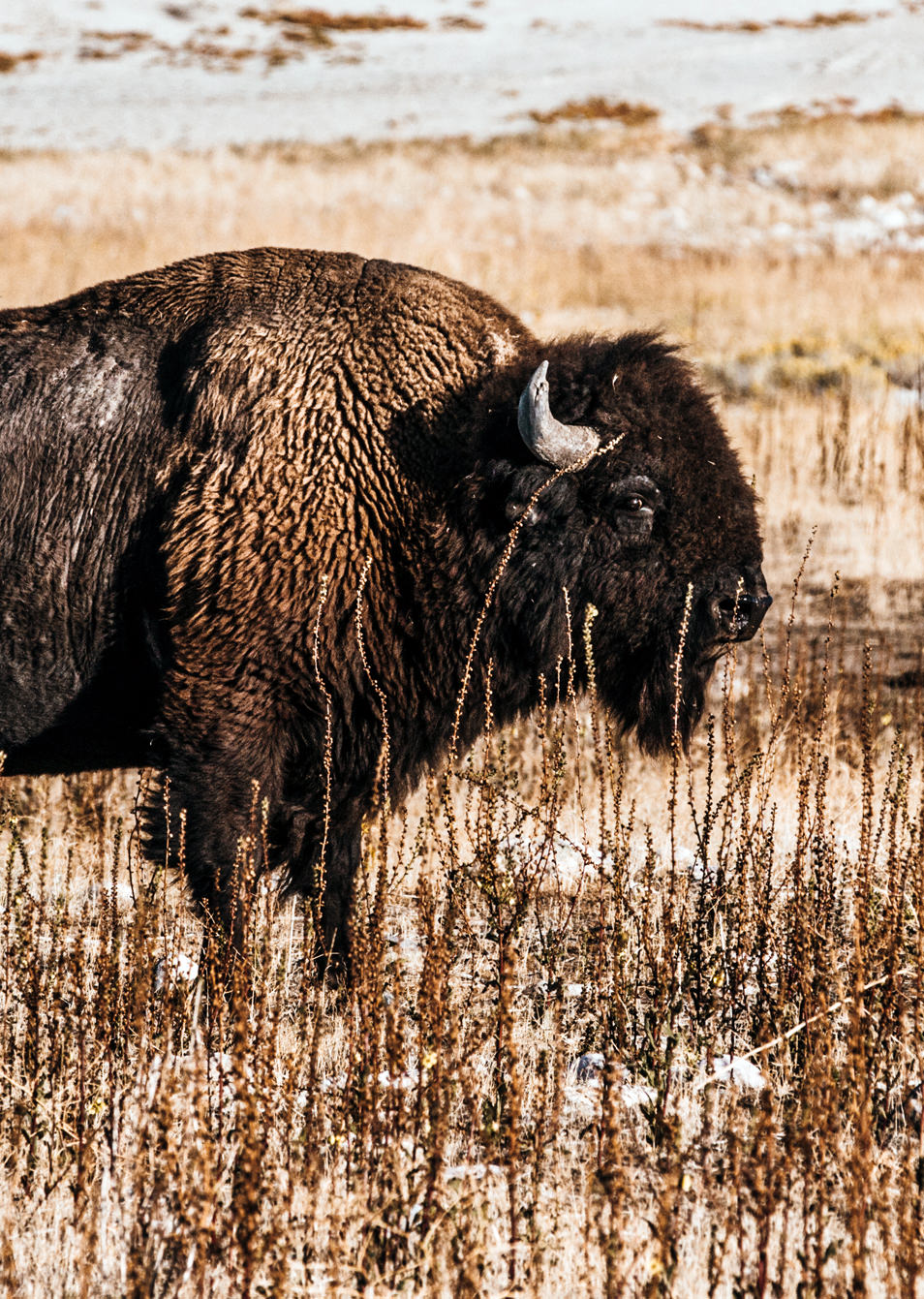 Road trip dans l'Ouest Americain - Antelope Island, Utah