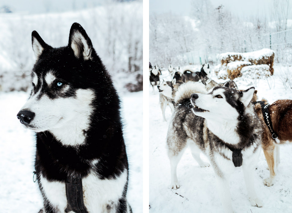 Tyrol Autriche : Husky