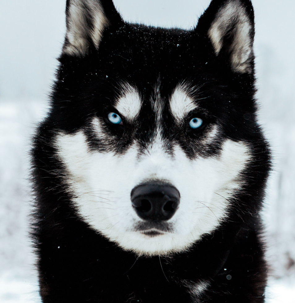 Tyrol Autriche : Husky