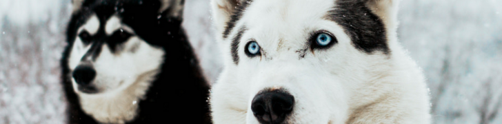 Tyrol Autriche : Husky