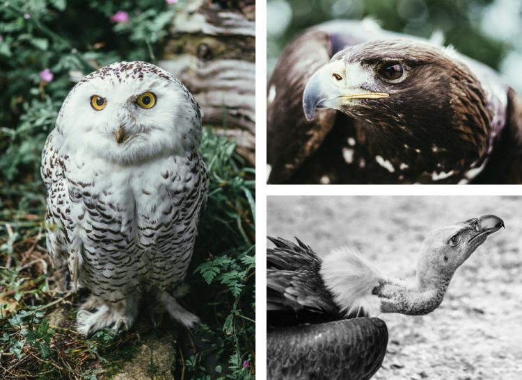 Comment S Appelle Les Griffes Des Rapaces À la découverte des gorges, monts et plaines de Loire Forez Carnets de