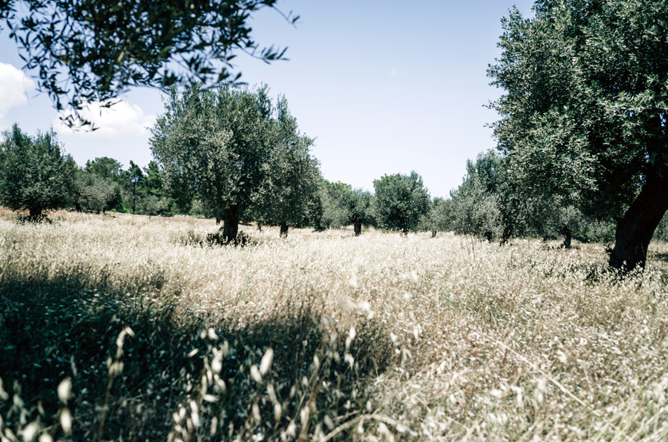 Champs d'oliviers, Rhodes, Grèce