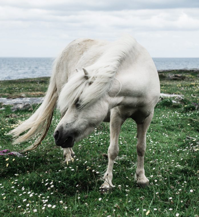 Road trip sur la Wild Atlantic Way, Irlande - Désert de Burren